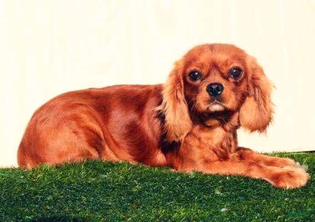 Cavapoo dogs for sale: Zaid - Image 5