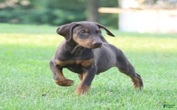 Doberman Pinscher dogs for sale: Rusty - Image 3