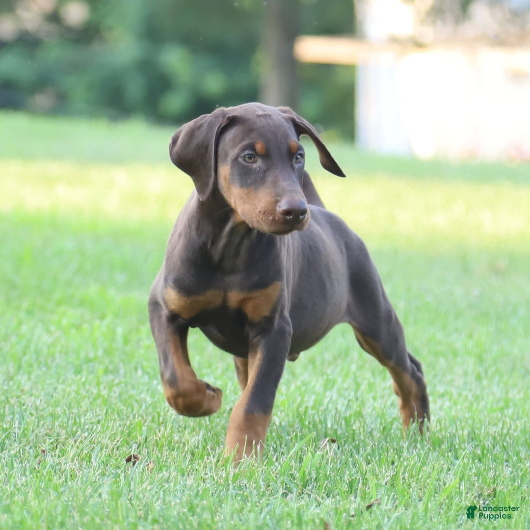 Doberman Pinscher dogs for sale: Rusty - Image 3