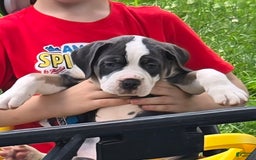 Olde English Bulldogge dogs for sale: Daisy - Image 4