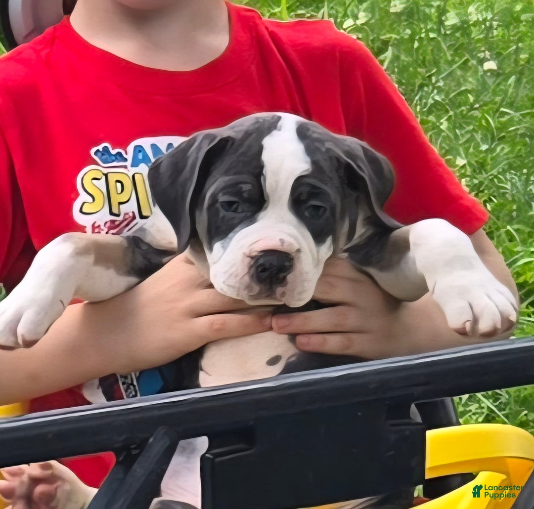 Olde English Bulldogge dogs for sale: Daisy - Image 4