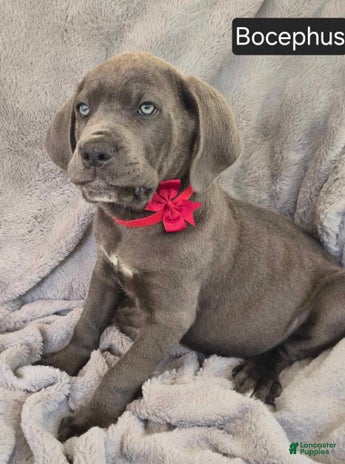 Cane Corso dogs for sale - Ad 1