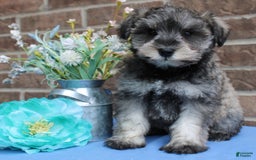 Miniature Schnauzer dogs for sale: Nolan - Image 2
