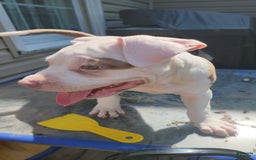 American Bully dogs for sale: Aphrodite - Image 7