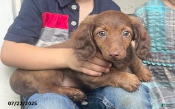 Miniature Dachshund dogs for sale: Banana Princess - Image 2