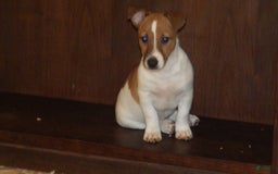 Jack Russell Terrier dogs for sale: Fillmore - Image 4