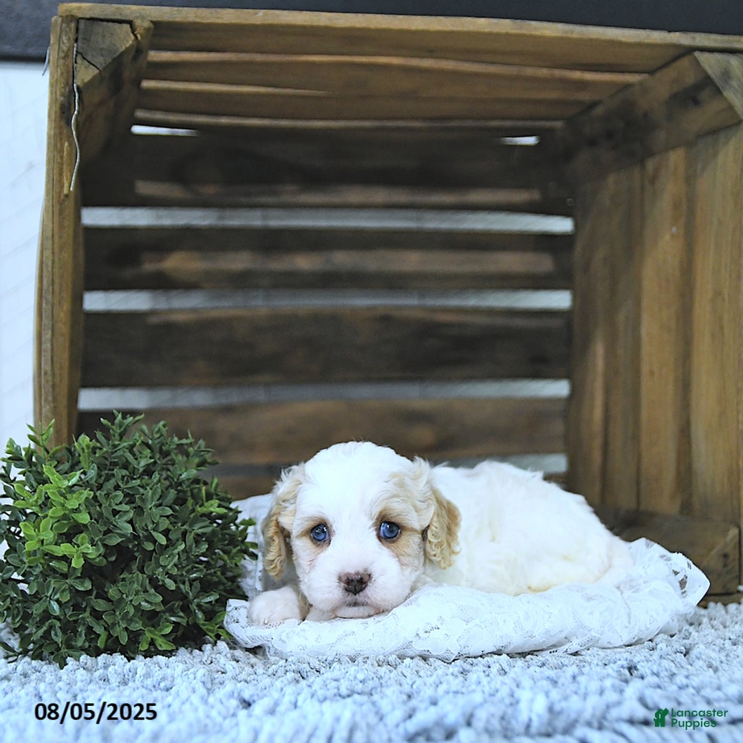 Cavapoo dogs for sale: Zoey - Image 1
