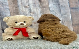 Mini Goldendoodle dogs for sale: Lemon - Image 3