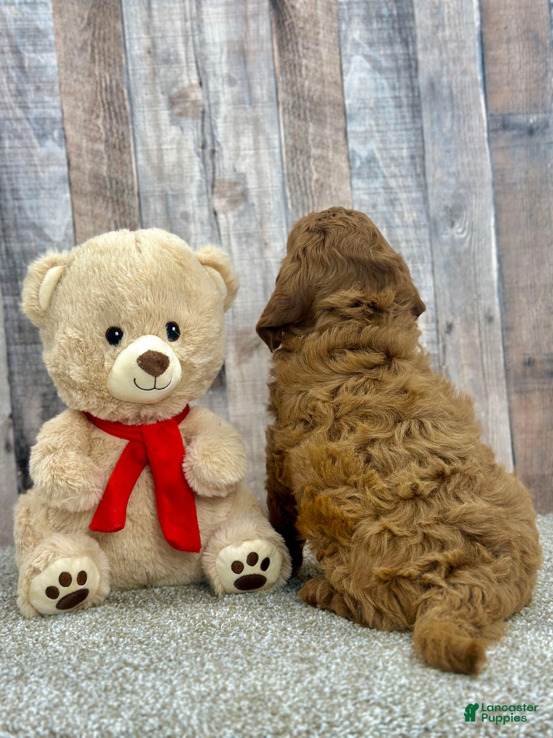Mini Goldendoodle dogs for sale: Lemon - Image 3