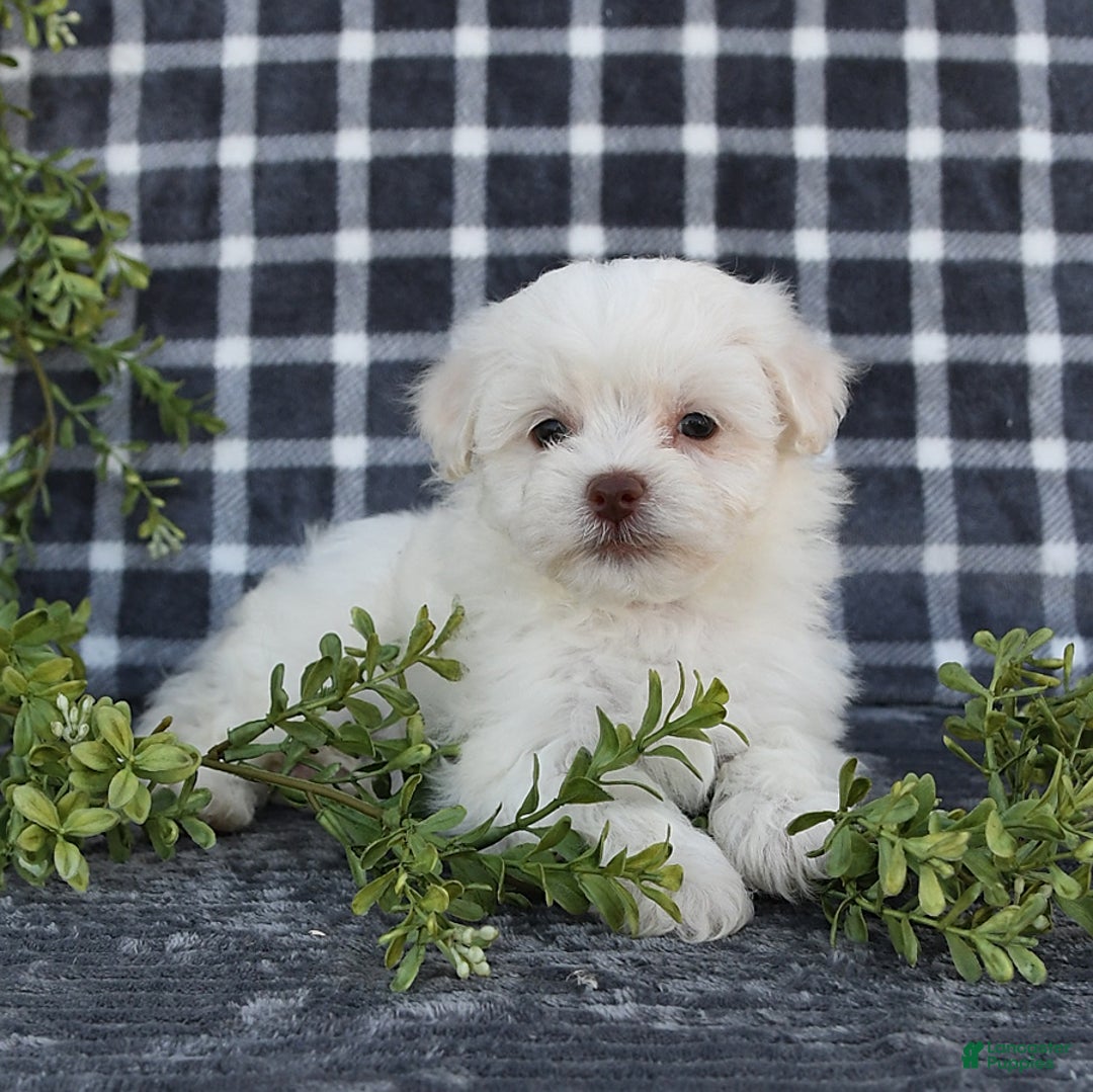 Havanese dogs for sale: Cayden - Image 9
