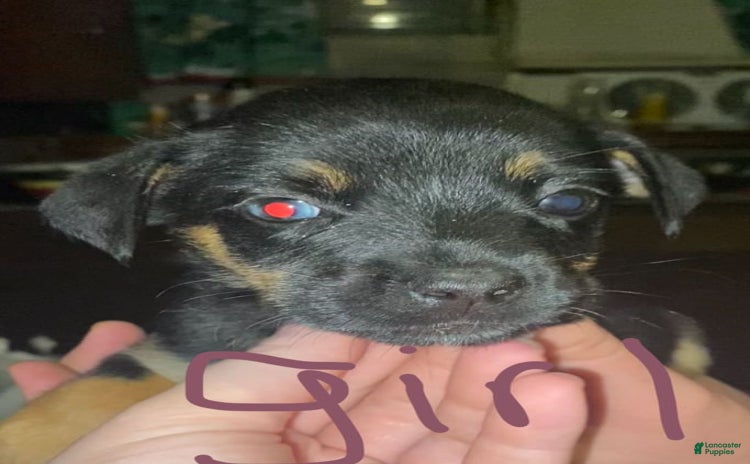 German Shepherd dogs for sale - Ad 3