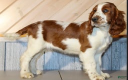 Welsh Springer Spaniel dogs for sale: Male Puppy - Image 4