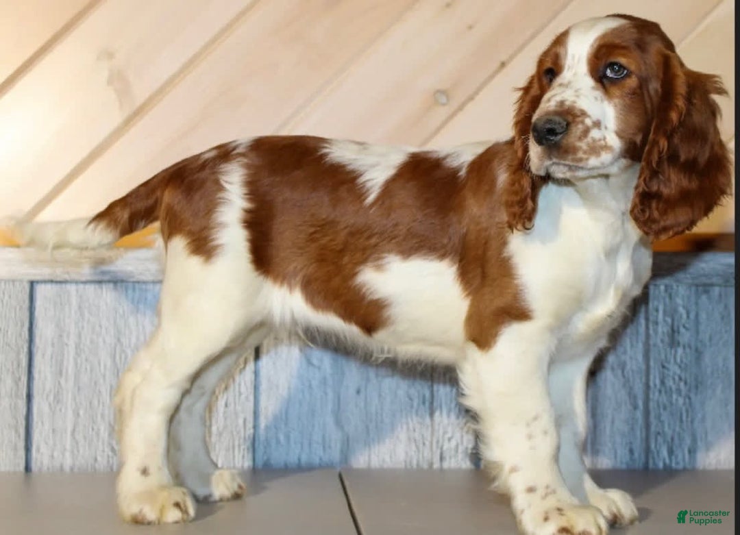 Welsh Springer Spaniel dogs for sale: Male Puppy - Image 4
