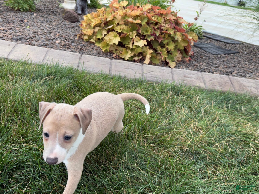 Italian Greyhound dogs for sale: Gordie - Image 9