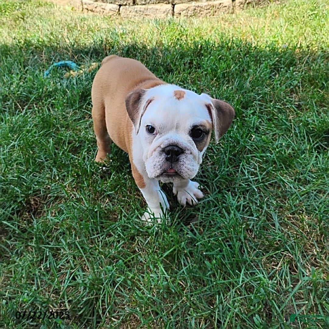 English Bulldog dogs for sale: Rumble - Image 3