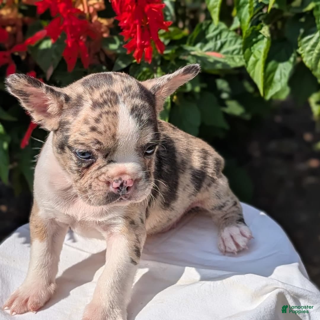 Frenchton dogs for sale: Namor - Image 4