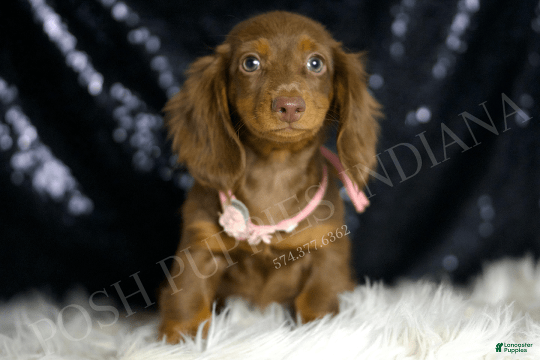 Miniature Dachshund dogs for sale: Mandy - Image 5