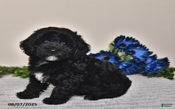 Miniature Poodle dogs for sale: Jane - Image 3