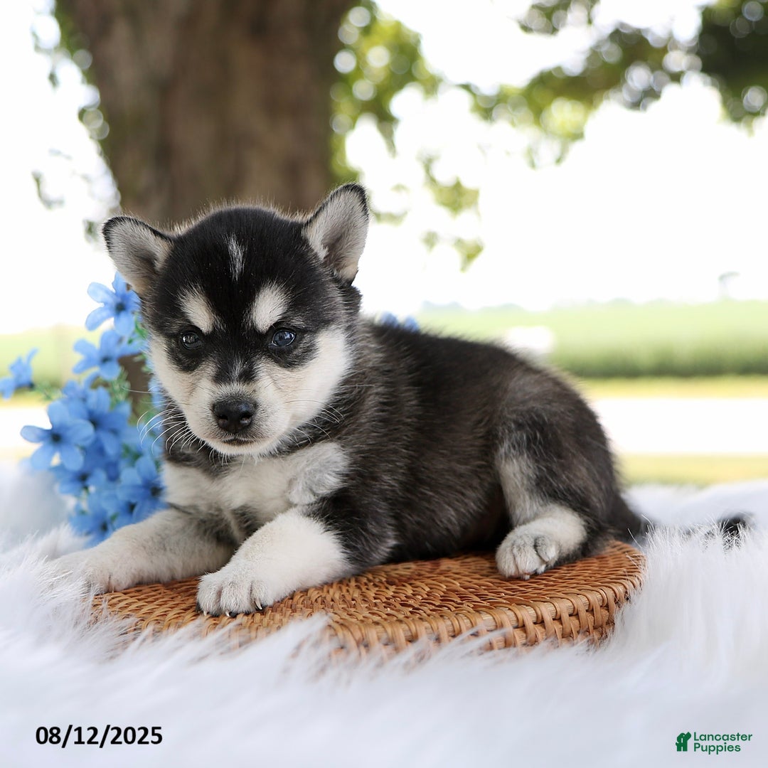 Alaskan Klee Kai dogs for sale: Bo - Image 3