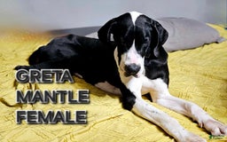 Great Dane dogs for sale: Reese - Image 4