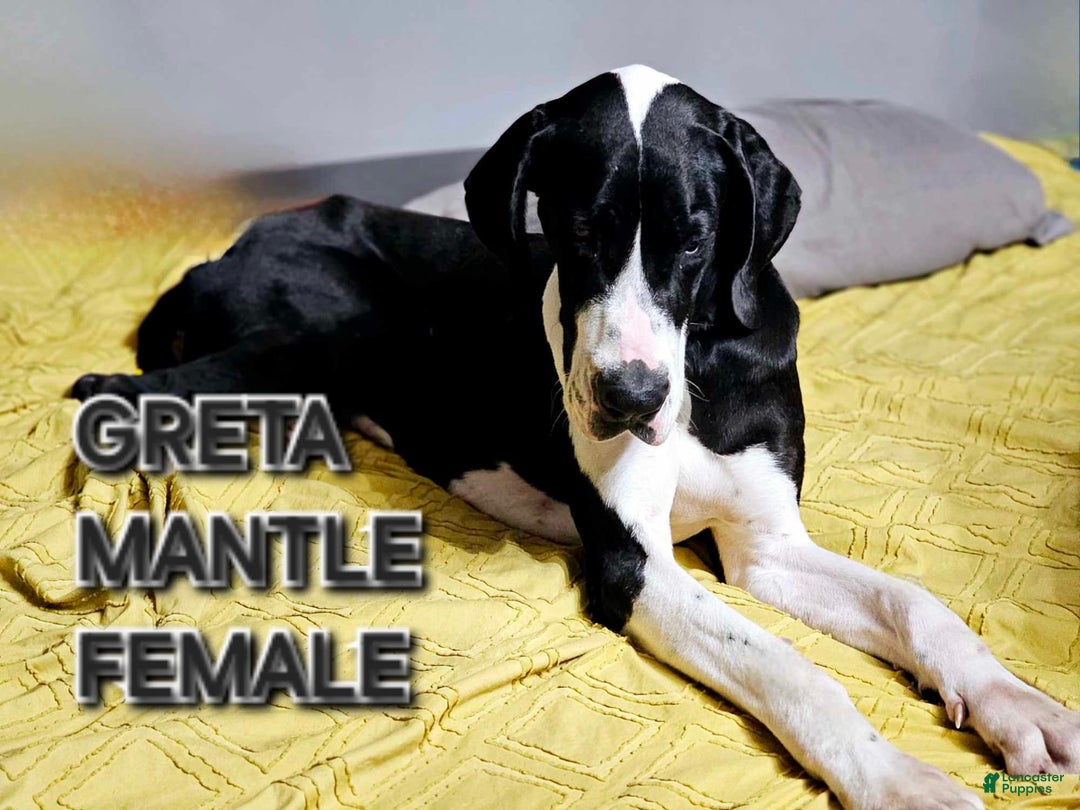 Great Dane dogs for sale: Reese - Image 4