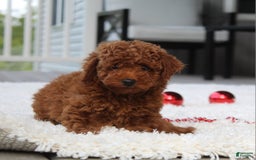 Toy Poodle dogs for sale: Elri - Image 5