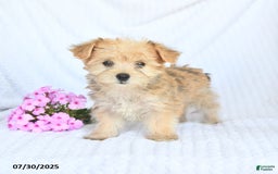 Morkie dogs for sale: Molly - Image 4