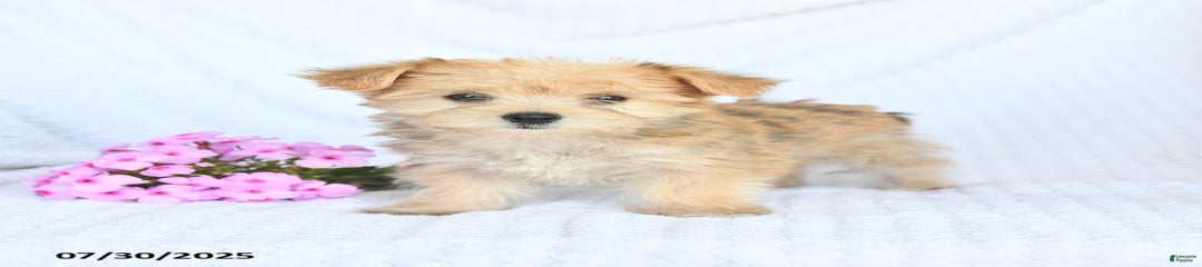Molly