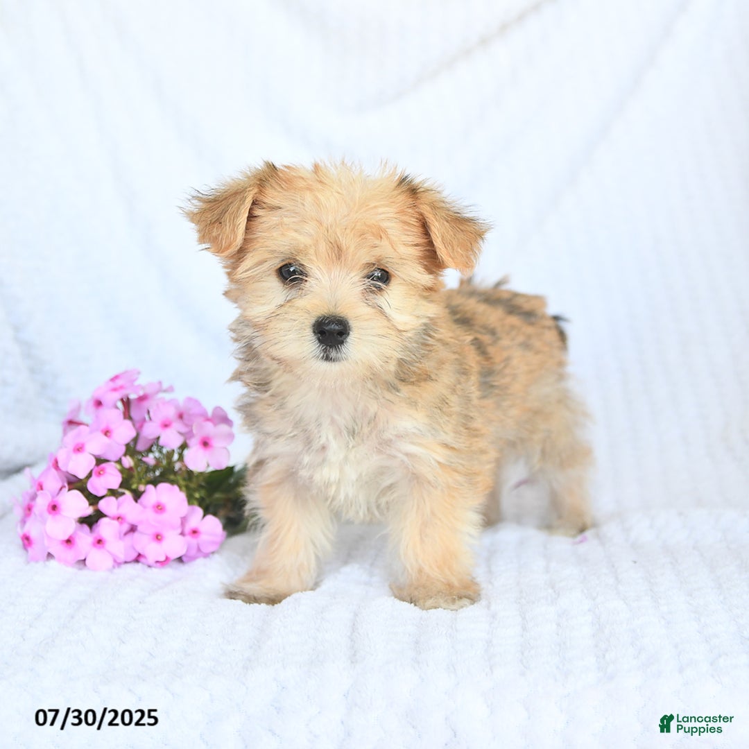 Morkie dogs for sale: Molly - Image 4