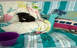 French Bulldog dogs for sale: Akc Black - Image 9