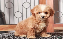 Bichpoo dogs for sale: Turbo - Image 1