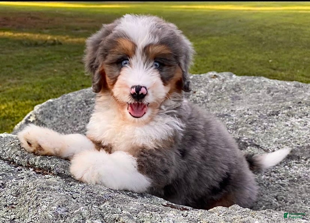 Mini Bernedoodle dogs for sale: 💗 In Boston Massachusetts 💗 Two Blue Eyes 💗 Mini Bernedoodle 💗 - Image 6
