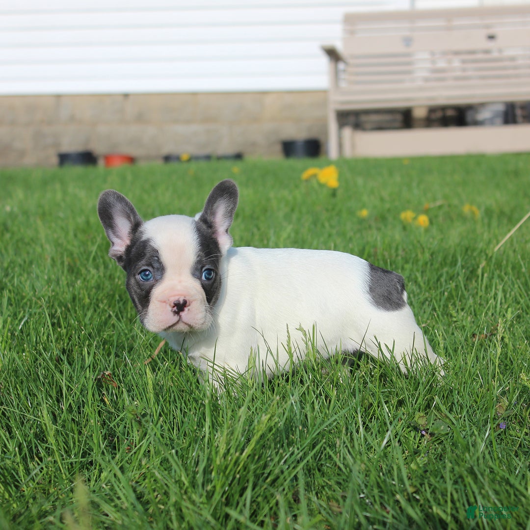 French Bulldog dogs for sale: Stiles - Image 9