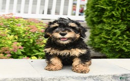 Miniature Poodle dogs for sale: Oscar - Image 11