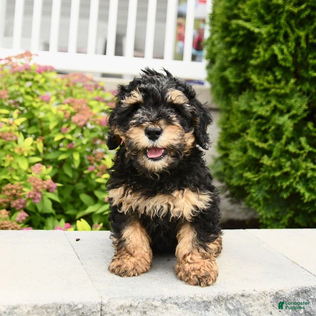 Miniature Poodle dogs for sale: Oscar - Image 11