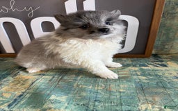 Pomeranian dogs for sale: Aaron - Image 5