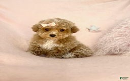 Toy Poodle dogs for sale: Primrose - Image 3