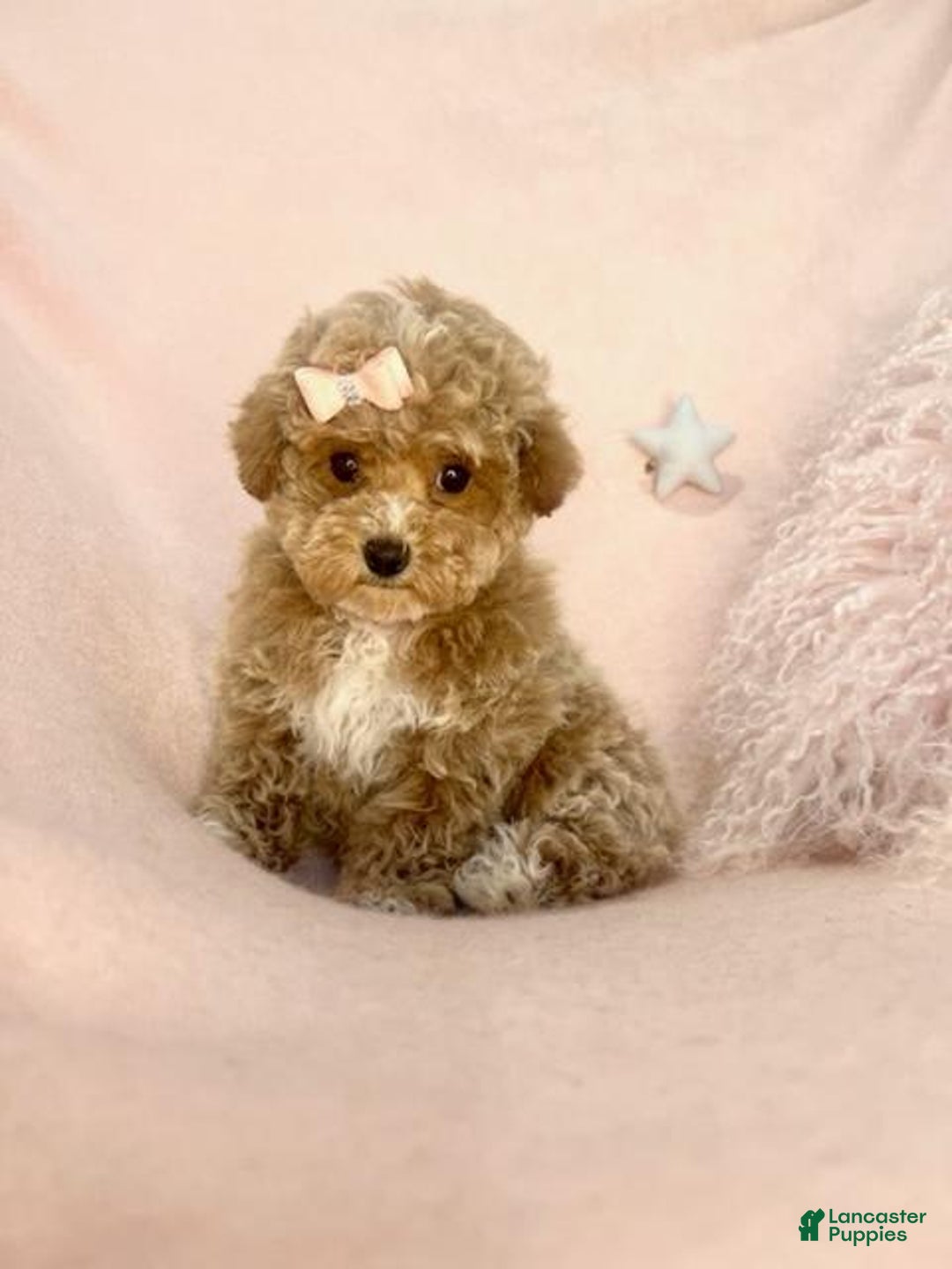 Toy Poodle dogs for sale: Primrose - Image 3