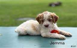 Brittany Spaniel dogs for sale: Jemma - Image 1