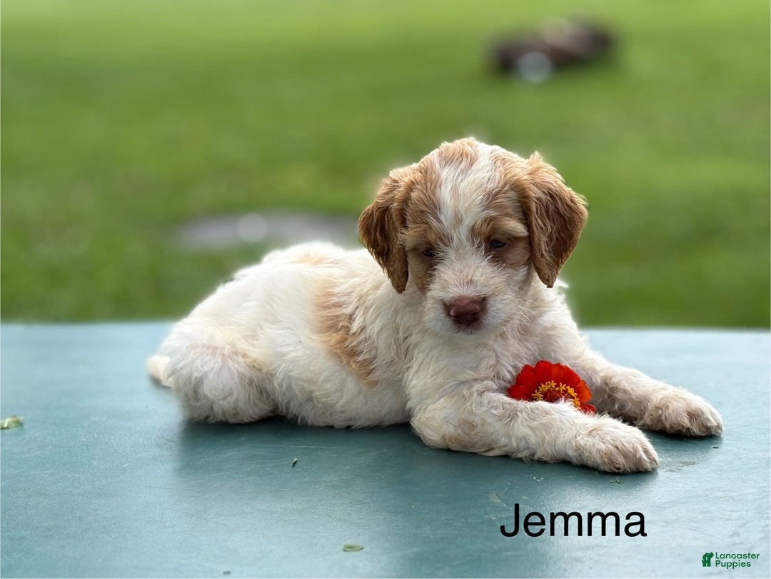 Brittany Spaniel dogs for sale: Jemma - Image 1