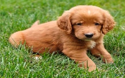 Goldendoodle dogs for sale: River - Image 16