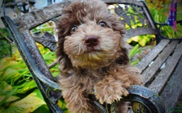 Havapoo dogs for sale: Bentley - Image 9