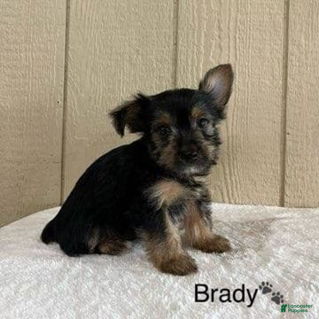Yorkshire Terrier dogs for sale: Brady - Image 6