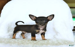 Chihuahua dogs for sale: Skittles - Image 2