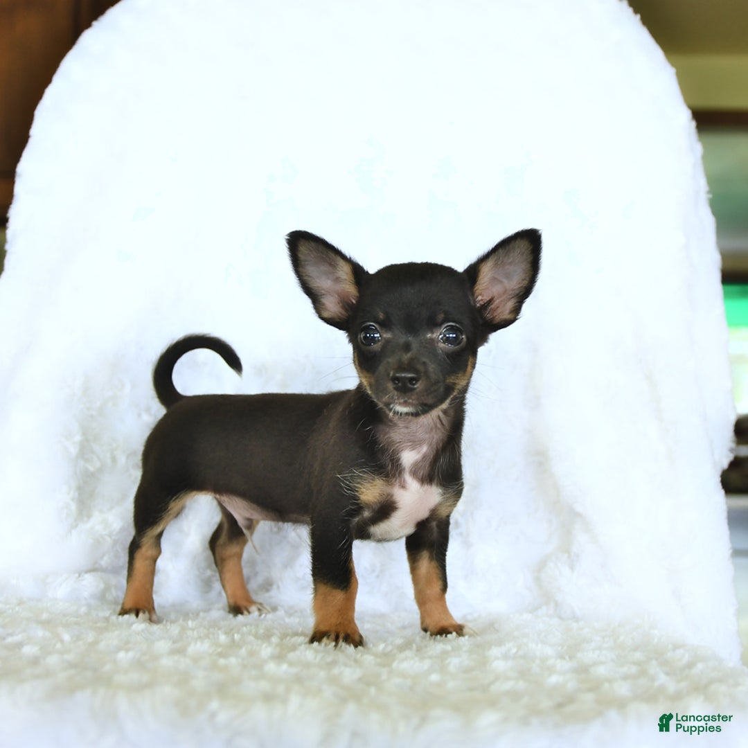 Chihuahua dogs for sale: Skittles - Image 2