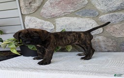 English Mastiff dogs for sale: Bella - Image 16