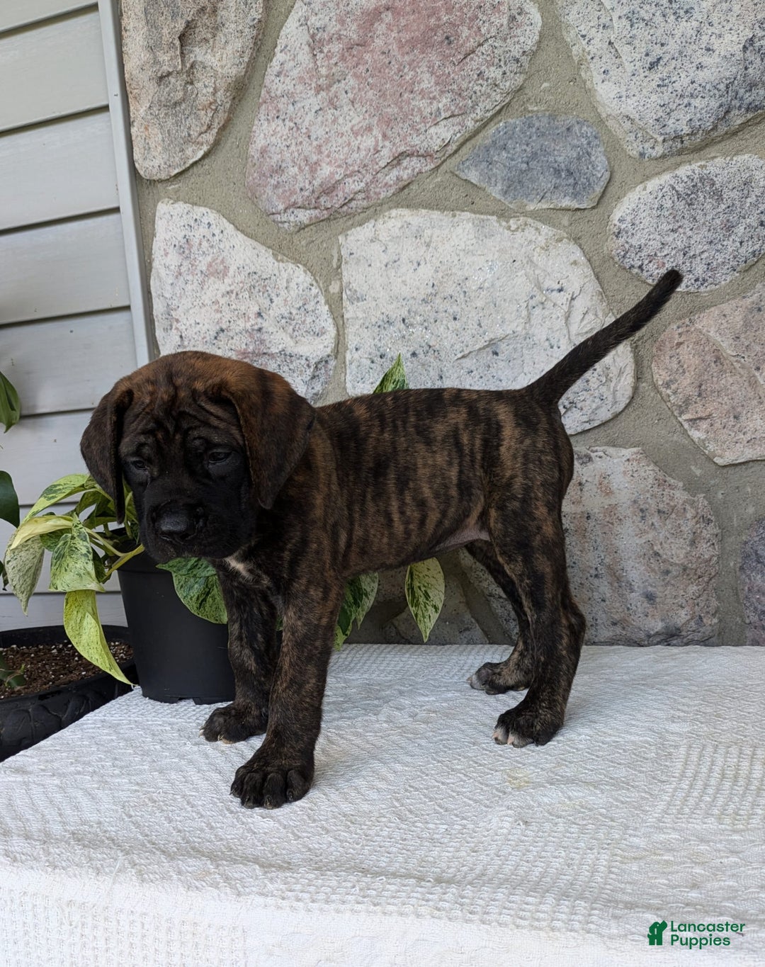 English Mastiff dogs for sale: Bella - Image 16