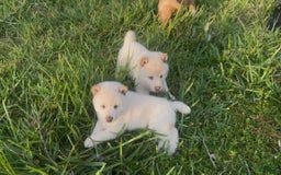 Shiba Inu dogs for sale: Paloma - Image 6