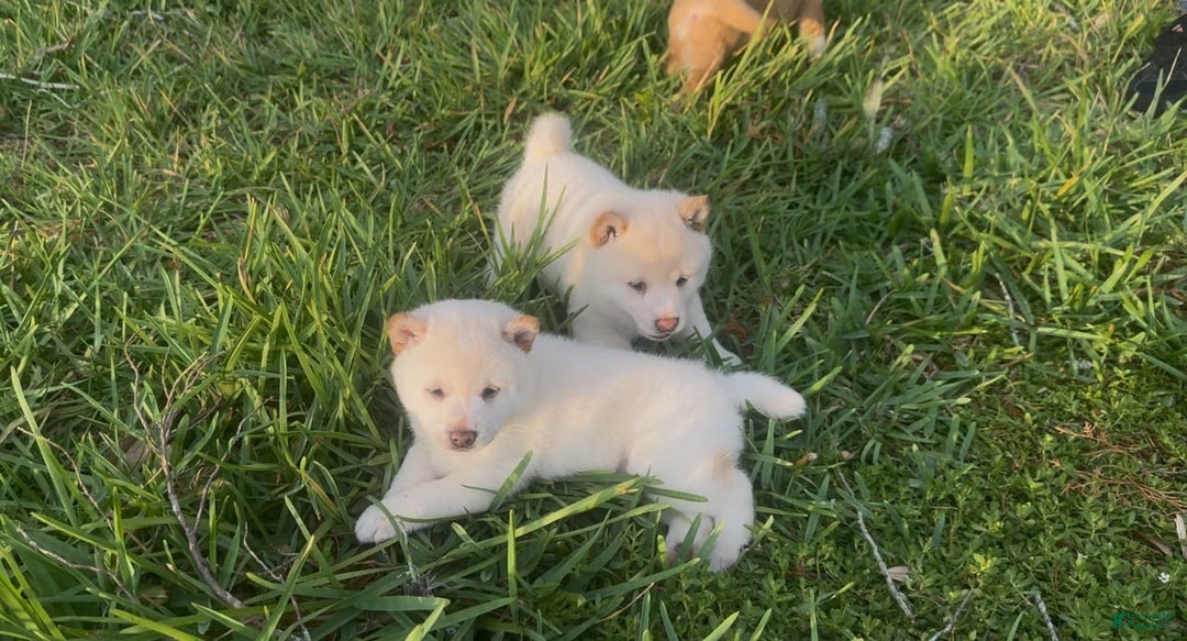Shiba Inu dogs for sale: Paloma - Image 6