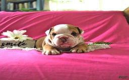 English Bulldog dogs for sale: Kathy - Image 5